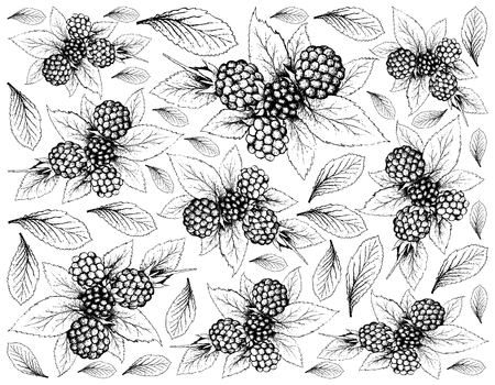 Berry Fruit, Illustration Wallpaper of Hand Drawn Sketch of Fresh Dewberries Fruits Isolated on White Background. A Good Source of Vitamin C and K.のイラスト素材