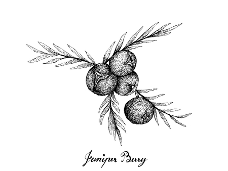 Berry Fruit, Illustration Hand Drawn Sketch of Juniper Berries Isolated on White Background. High in Bioflavonoids, Antioxidants and Minerals with Essential Nutrient for Life.のイラスト素材