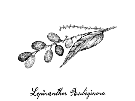 Berry Fruits, Illustration of Hand Drawn Sketch Lepisanthes Rubiginosa Fruits Isolated on White Background.のイラスト素材