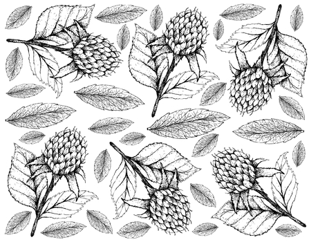 Berry Fruits, Illustration Wallpaper of Hand Drawn Sketch Delicious Fresh Korean Black Raspberries or Rubus Coreanus Fruits With Green Leaves Isolated on White Background.のイラスト素材