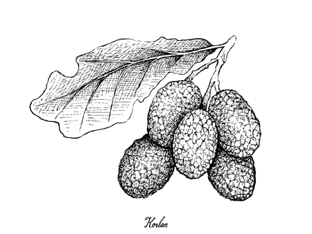 Fresh Fruits, Illustration of Hand Drawn Sketch Fresh Korlan or Nephelium Hypoleucum Fruits Isolated on White Background.のイラスト素材