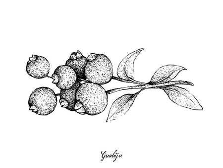 Tropical Fruit, Illustration Hand Drawn Sketch of Fresh Guabiju or Myrcianthes Pungens Fruits Isolated on White Background.のイラスト素材