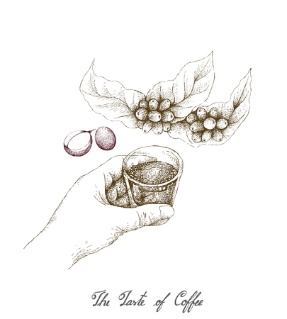The Taste of Coffee, Illustration Hand Drawn Sketch of Hand Holding A Shot of Espresso with Coffee Cherries on The Branch Isolated on A White Background.のイラスト素材