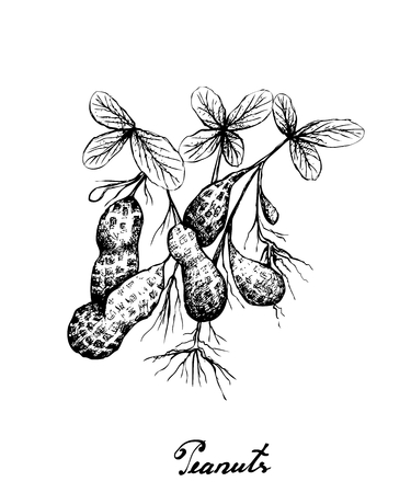Illustration of Hand Drawn Sketch Fresh Peanuts or Groundnut with Groundnut Plants With Groundnuts And Roots, Good Source of Dietary Fiber, Vitamins and Minerals.のイラスト素材