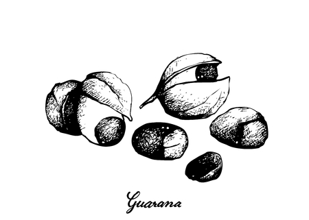 Vegetable, Illustration of  Red Guarana or Paullinia Cupana Fruits Isolated on White Background.のイラスト素材