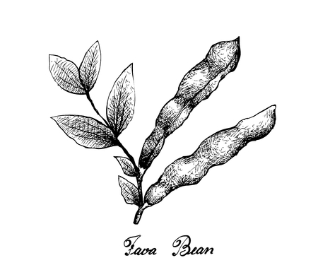 Vegetable, Illustration of Hand Drawn Sketch Fresh Fava Bean or Broad Beans on Tree Isolated on White Background, Used in Both Sweet and Savory Recipes.のイラスト素材