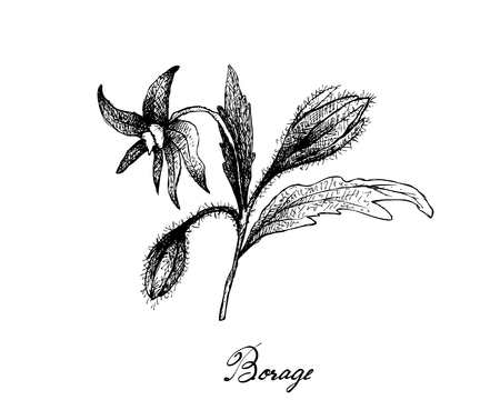 Illustration of Borage Seeds and Blossoms on A Branch. The Highest Amounts of Y-Linolenic Acid or GLA of Seed Oils.のイラスト素材