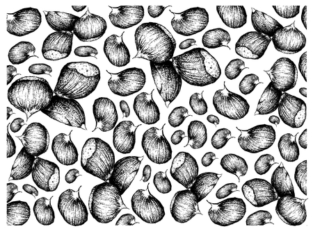 Illustration  of Japanese Chestnuts, Korean Chestnut or Castanea Crenata Fruits on White Background. Good Source of Dietary Fiber, Vitamins and Minerals.のイラスト素材