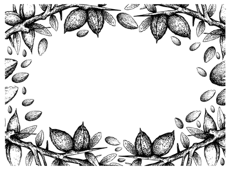 Illustration of Argan or Argania Spinosa Seeds on White Background, Used for Cosmetic Purposes.のイラスト素材