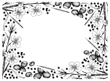 Illustration of Canola Seeds and Japanese Chestnuts, Korean Chestnut or Castanea Crenata Fruits on White Background.のイラスト素材