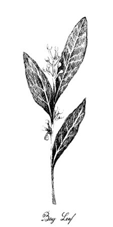 Herbal Plants, Hand Drawn Illustration of Fresh Bay Laurel Plant Used for Seasoning in Cooking.のイラスト素材