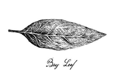 Herbal Plants, Hand Drawn Illustration of Fresh Bay Laurel Plant Used for Seasoning in Cooking.のイラスト素材