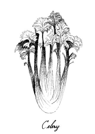 Herbal Plants, Illustration of Hand Drawn Sketch Delicious Fresh Green Apium Graveolens or Celery Isolated on White Background.のイラスト素材