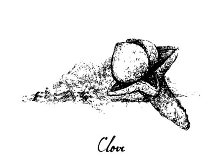 Herbal Plants, Hand Drawn Illustration of Dried Clove or Caryophyllus Aromaticus Used for Seasoning in Cooking.のイラスト素材