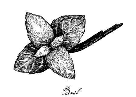 Herbal Plants, Hand Drawn Illustration of Fresh Basil Plant Isolated on A White Background Used for Seasoning in Cooking.のイラスト素材
