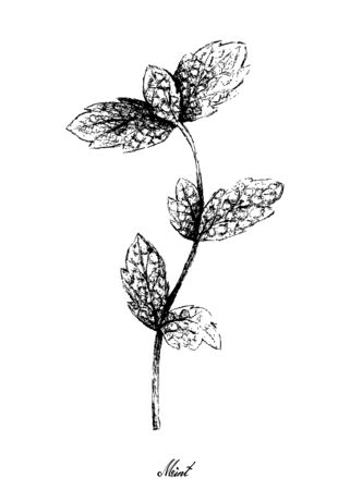 Herbal Plants, Hand Drawn Illustration of Fresh Green Peppermint or Lemon Mint Leaves Used for Seasoning in Cooking.のイラスト素材
