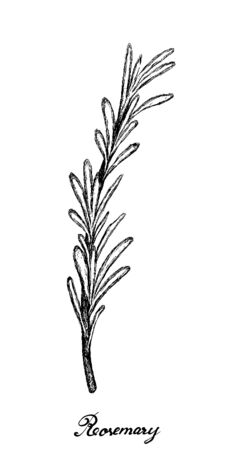 Herbal Plants, Hand Drawn Illustration of Rosemary or Rosmarinus Officinalis Plant Used for Seasoning in Cooking.のイラスト素材