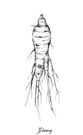Herbal Flower and Plant, Hand Drawn Illustration of Ginseng Root Used for Traditional Medicine Believed to Boost Energy, Lower Blood Sugar and Cholesterol Levelsのイラスト素材