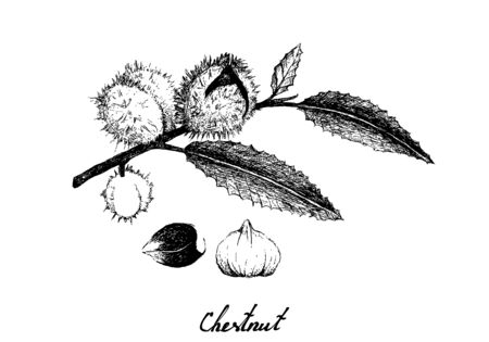 Illustration Hand Drawn Sketch of Chestnuts Fruits on Tree Branch. Good Source of Dietary Fiber, Vitamins and Minerals.のイラスト素材