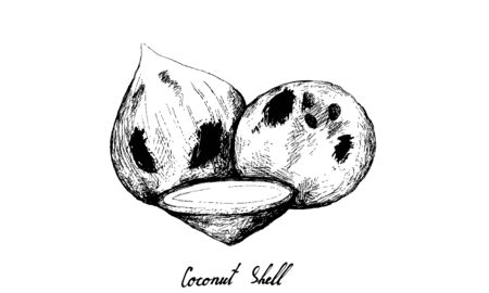 Tropical Fruits, Illustration of Hand Drawn Sketch Coconut or Cocos Nucifera Fruits Isolated on White Background.のイラスト素材