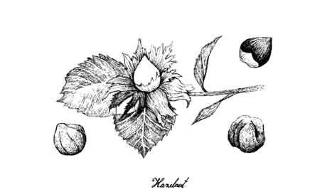 Nut and Bean, Hand Drawn Illustration Sketch of Corylus Avellana, Cobnut, Filbert Nut or Hazelnut, Good Source of Dietary Fiber, Vitamins and Minerals.のイラスト素材