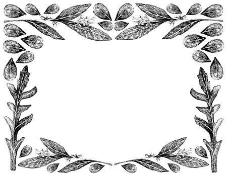 Vegetable Salad, Illustration of Hand Drawn Sketch Delicious Fresh Green Arugula or Rocket Salad with Marjoram or Origanum Majorana and Bay Laurel Frame.のイラスト素材