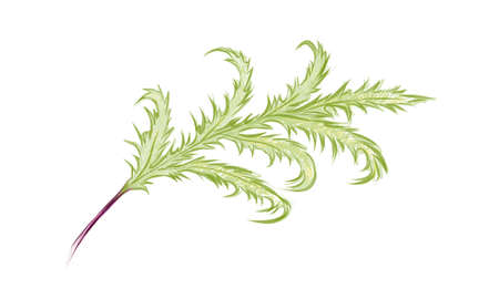 Illustration of Phlebodium Aureum or Golden Serpent Fern Leaf on White Background.のイラスト素材