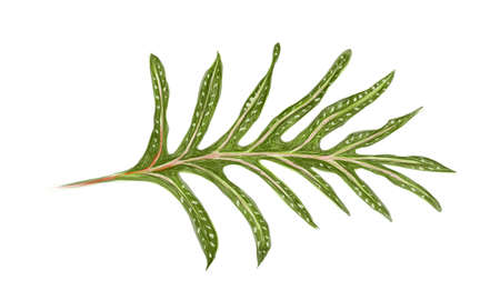 Illustration of Microsorum Scolopendria, Phymatosorus Scolopendria, Monarch Fern or Musk Fern.のイラスト素材