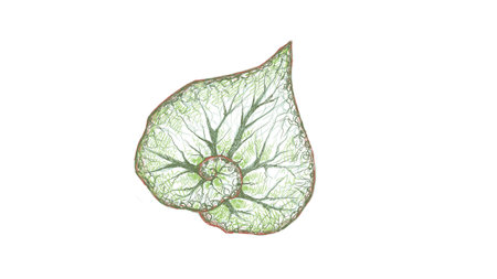 Illustration of Beautiful Fresh Green Begonia Leaves Isolated on A White Background.のイラスト素材