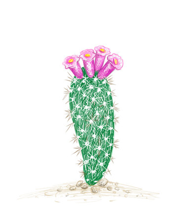 Illustration Hand Drawn Sketch of Arrojadoa Cactus with Pink Flower for Garden Decoration.のイラスト素材