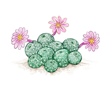 Illustration Hand Drawn Sketch of Rebutia Cactus with Pink Flower. A Succulent Plants with Sharp Thorns for Garden Decoration.のイラスト素材