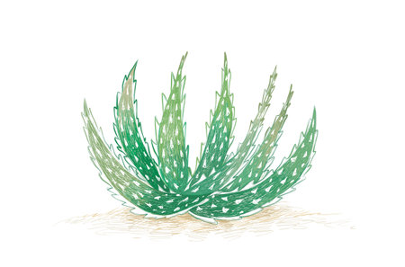 Herbal and Plant, Hand Drawn Illustration of Aloe Crosbys Prolific. A Succulent Plants with Sharp Thorns for Garden Decoration.のイラスト素材