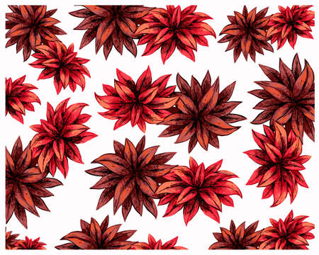 Ecological Concept, Illustration of Tropical Pink Cordyline Fruticos Flowers with Purple Leaves for Garden Decoration.のイラスト素材