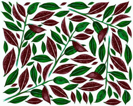 Ecological Concept, Illustration Background of Ficus Elastica, The Rubber Fig, or Indian Rubber Bush Plant on White Background for Garden Decoration.のイラスト素材