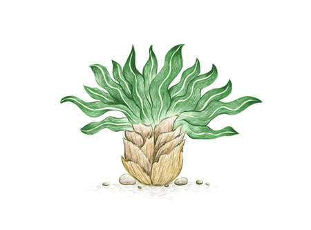 Illustration Hand Drawn Sketch of Boophone Haemanthoides Plant. A Succulent Plants for Garden Decoration.のイラスト素材