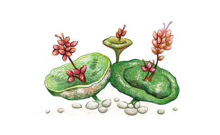 Illustration Hand Drawn Sketch of Crassula Umbella or Wine Cup with Red Flowers. A Succulent Plants...
