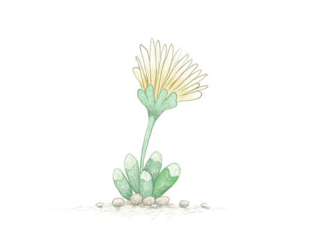 Illustration Hand Drawn Sketch of Fenestraria Rhopalophylla or Baby Toes with Yellow Flower, A Succulent Plants for Garden Decoration.のイラスト素材