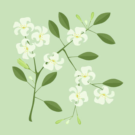 Beautiful Flower, Illustration of Orange Jasmine or Mock Orange Flowers on Green Leaves Isolated on A White Backgroundのイラスト素材