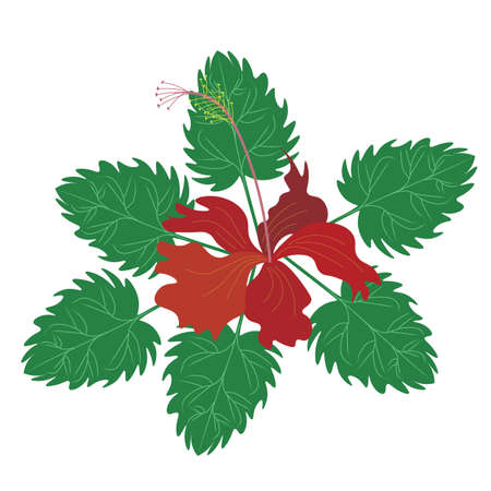 Beautiful Flower, Illustration Fresh Red Hibiscus Flowers, Rose Mallow or Bunga Raya Isolated on A White Background.のイラスト素材