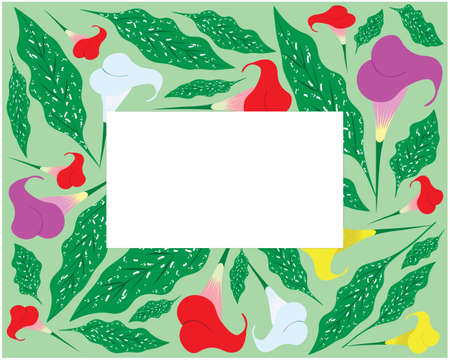 Illustration Frame of Beautifully White Calla Lily or Arum Lily Flowers. Very Popular and Especially as A Wedding Flower and Special Events.のイラスト素材