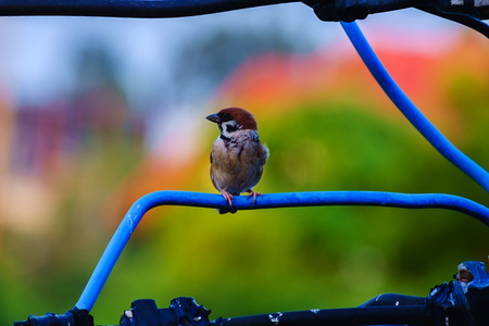 Eurasian tree sparrow, bird, on the wire with green natural backgroundの写真素材