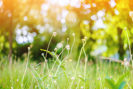 Grass flower in the green field with the sunlight, selective focus and added color filterの写真素材