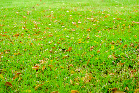 Green grass with dry leaves falling onの写真素材