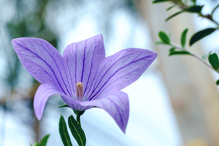Balloon Flower (Platycodon grandiflorus), beautiful purple-blue flower in the gardenの写真素材