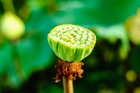 Lotus shower in the pondの写真素材