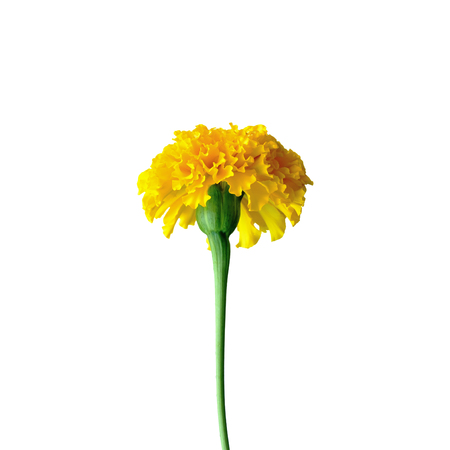 Marigold or Tagetes erecta L. ; beautiful yellow flower on white backgroundの写真素材