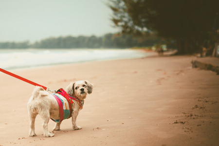 White short hair Shih tzu dog with cutely clothes and the red leash on the beach for vacation and summer beach concept, added colour filter and vintage styleの写真素材