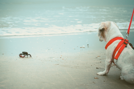 White short hair Shih tzu dog with the red leash sitting and staring at the black crab on the white sandy beach for vacation and summer beach concept, added colour filter and vintage styleの写真素材