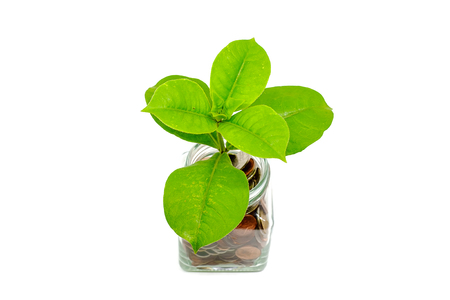 Fresh green tree growing from coins in the glass jar on white background for investment, business and financial growth conceptの写真素材