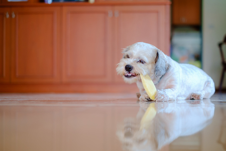 Cutely white short hair Shih tzu dog is happy to gnaw at a mango seed at home for pet conceptの写真素材